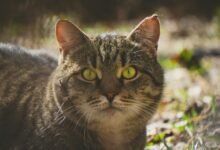 alert status identification number