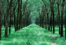 social media growth guide